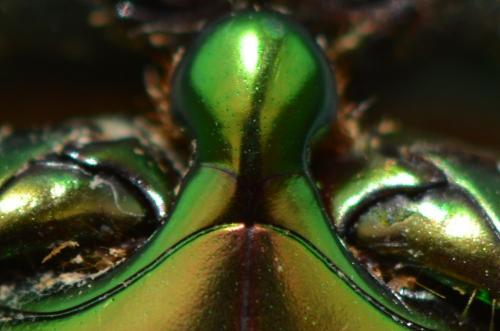 Agestrata luconica